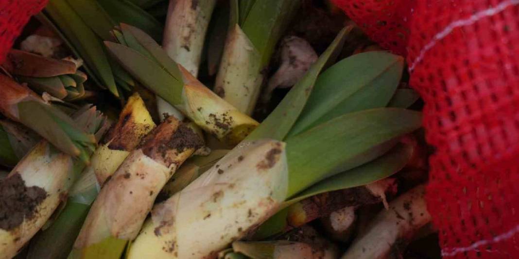 Tüccarlar kilosunu 50 TL’den alıyor: Köylünün geçim kaynağı haline geldi 8